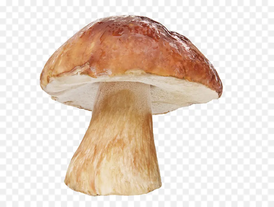 Boletus Edulis，Champiñón PNG