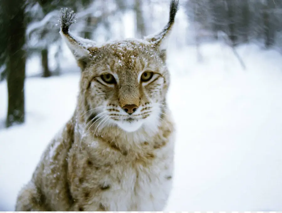 Lince，Gato Montés PNG