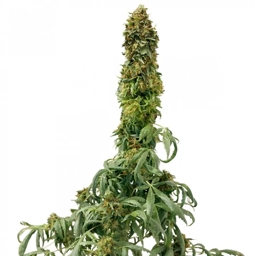 Planta De Cannabis Alta，Marijuana PNG