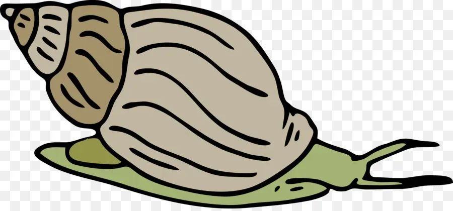 Caracol，Caracol De Mar PNG