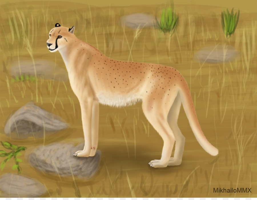 Cougar，Felidae PNG