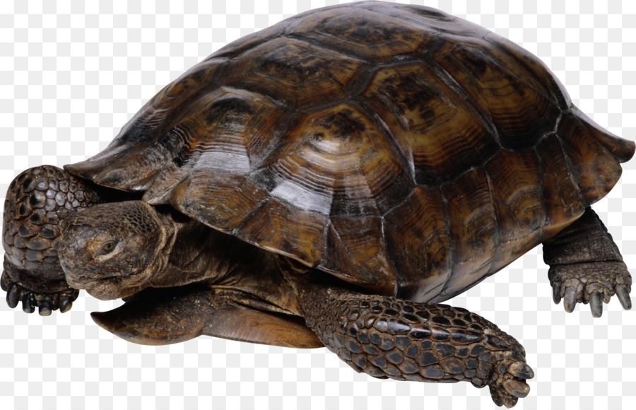 Tortuga，Reptiles PNG