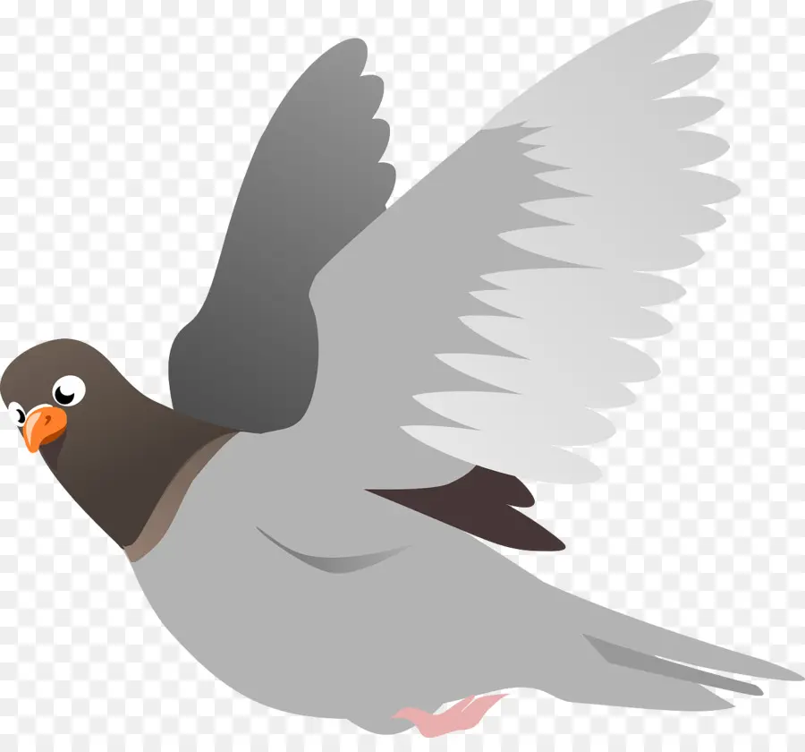 Inglés Paloma Mensajera，Homing Pigeon PNG