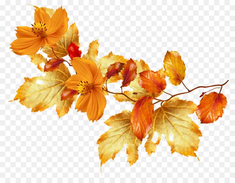 Hojas Y Flores De Otoño，Caer PNG