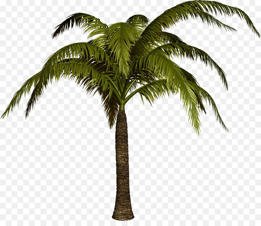 Palmera，Cocos PNG