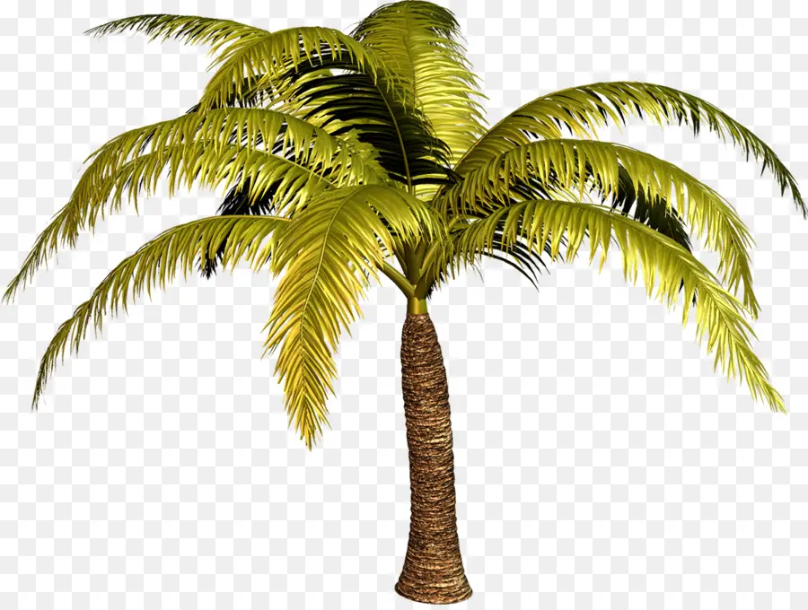 Palmera，Tropical PNG