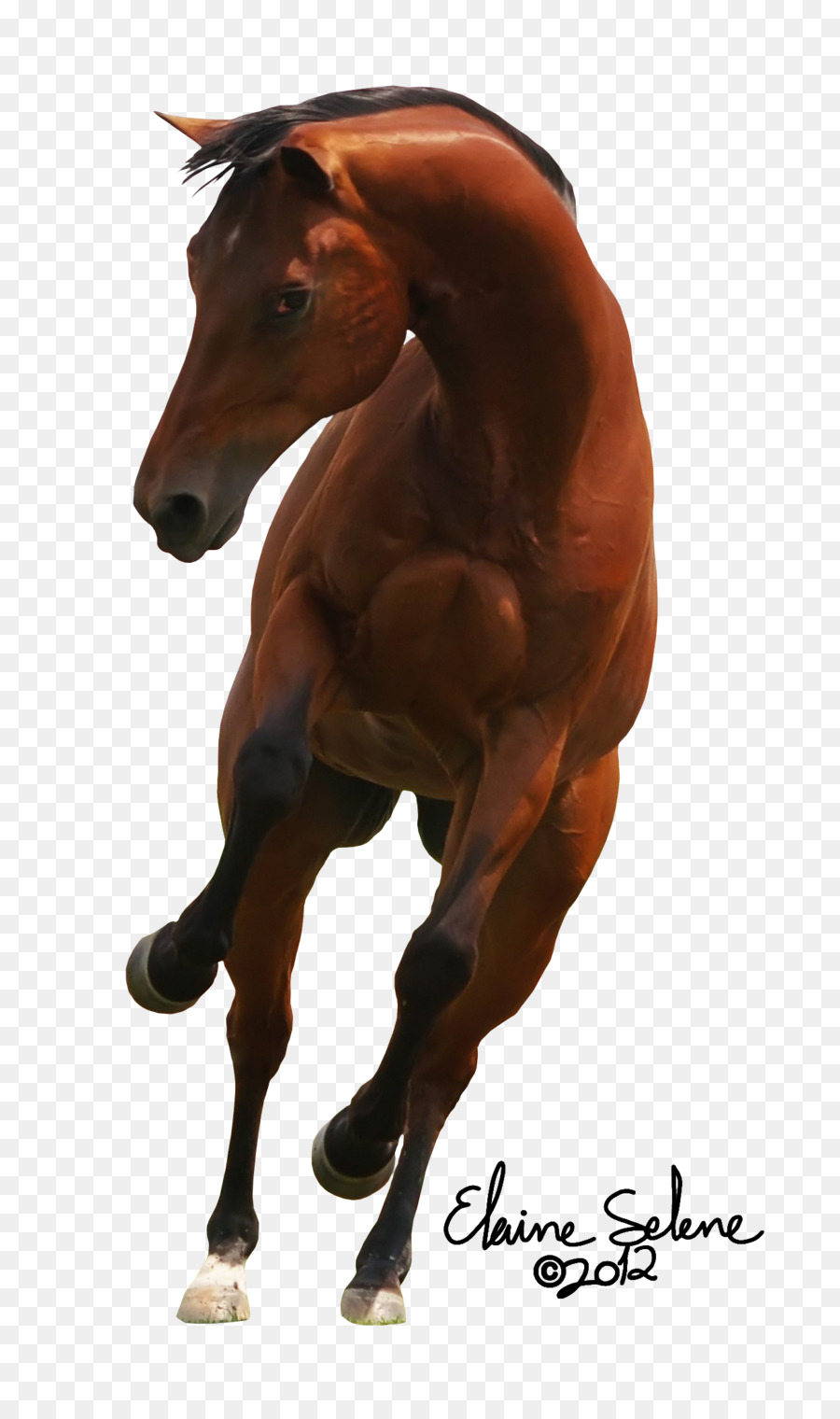 Shire De Caballo，Colt PNG