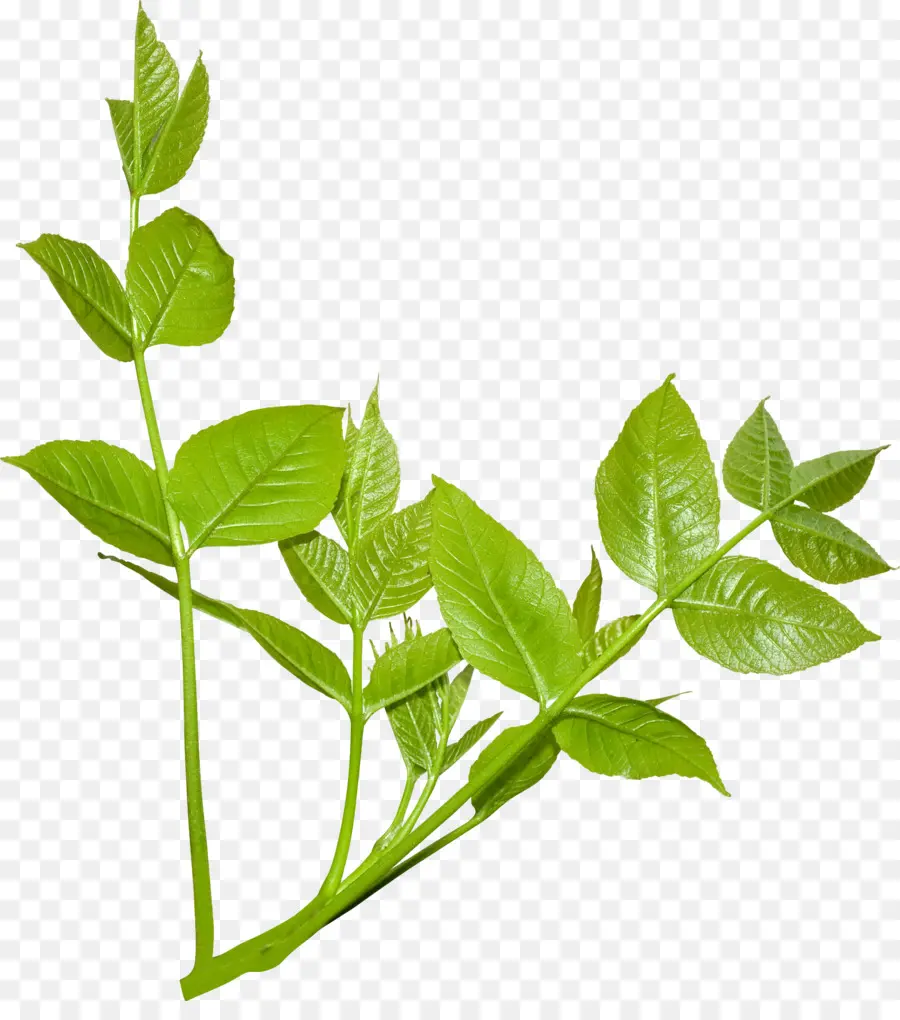 Hojas De Planta，Hoja PNG