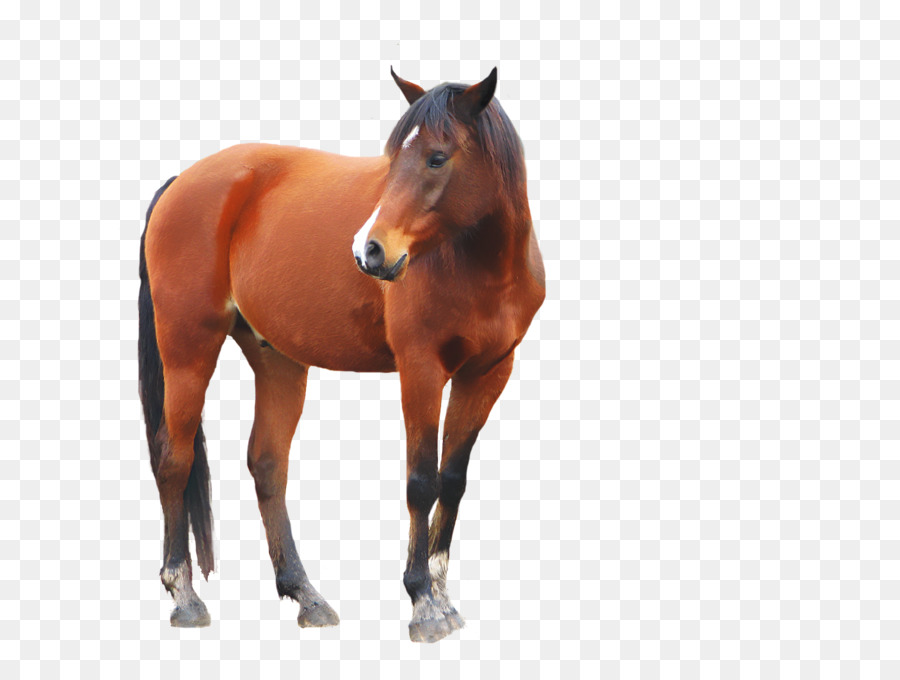 Caballo Marrón，Potro PNG