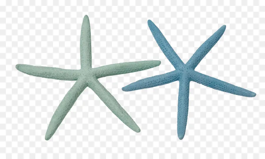 Estrella De Mar，Mar PNG