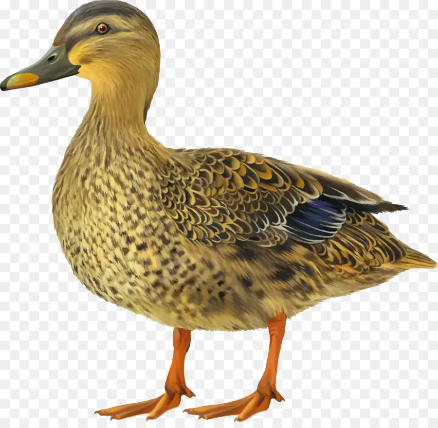 El ánade Real，Pato PNG