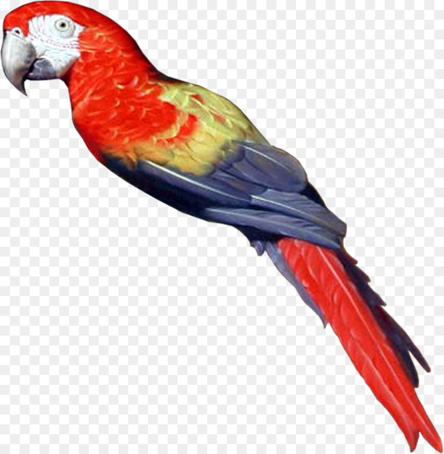 Pájaro，Loro PNG