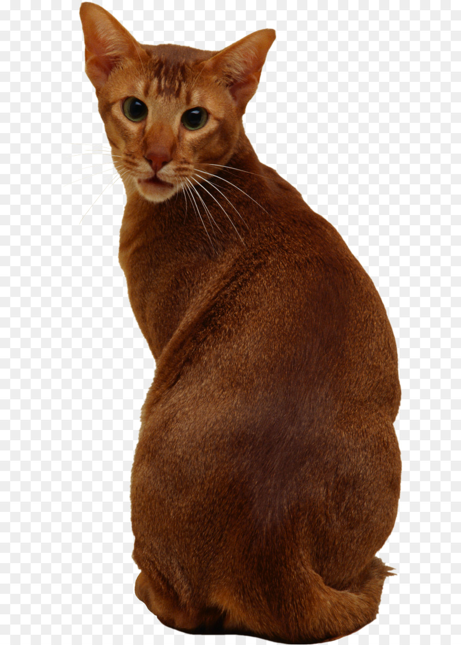 Ocicat，German Rex PNG