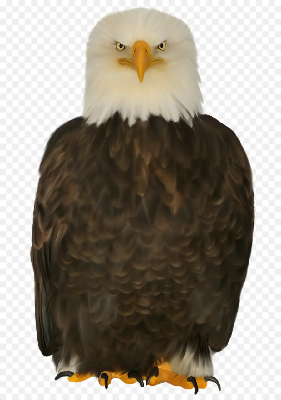 águila Calva，Águila PNG