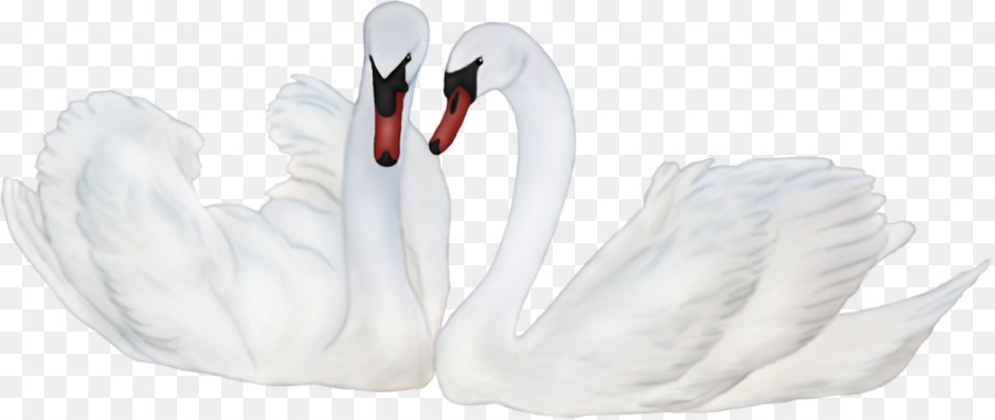 Cisnes，Blanco PNG