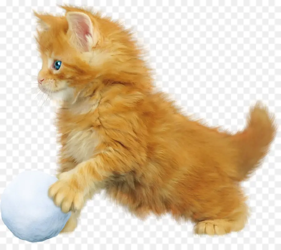 Kurilian Bobtail，Maine Coon PNG