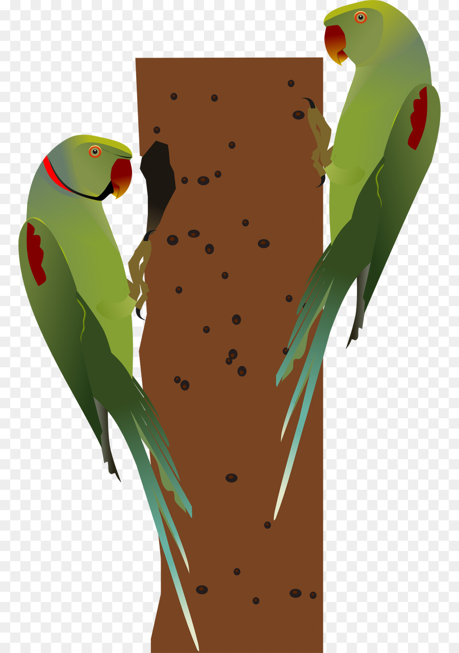 Pájaro，Alexandrine Perico PNG