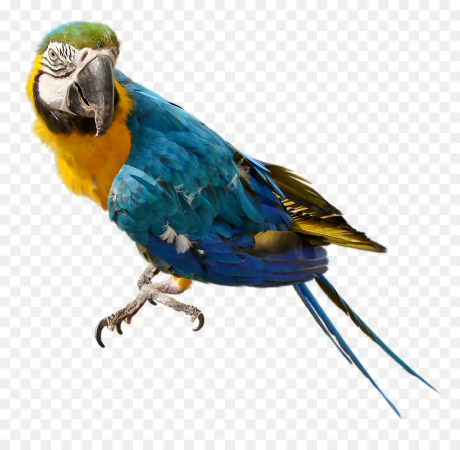 Loro，Azul PNG