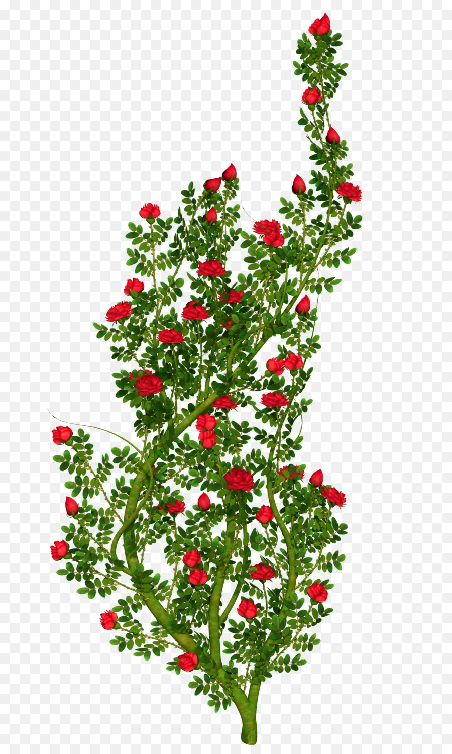 Rosas Rojas，Arbusto PNG