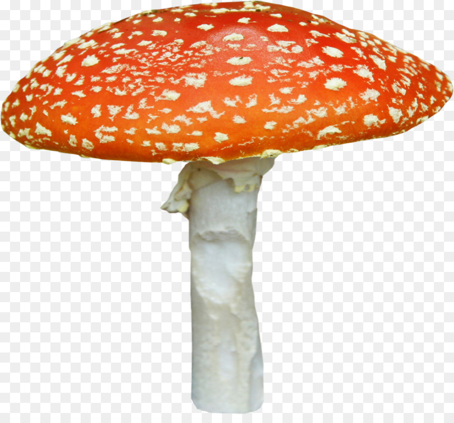 Hongo，Amanita PNG