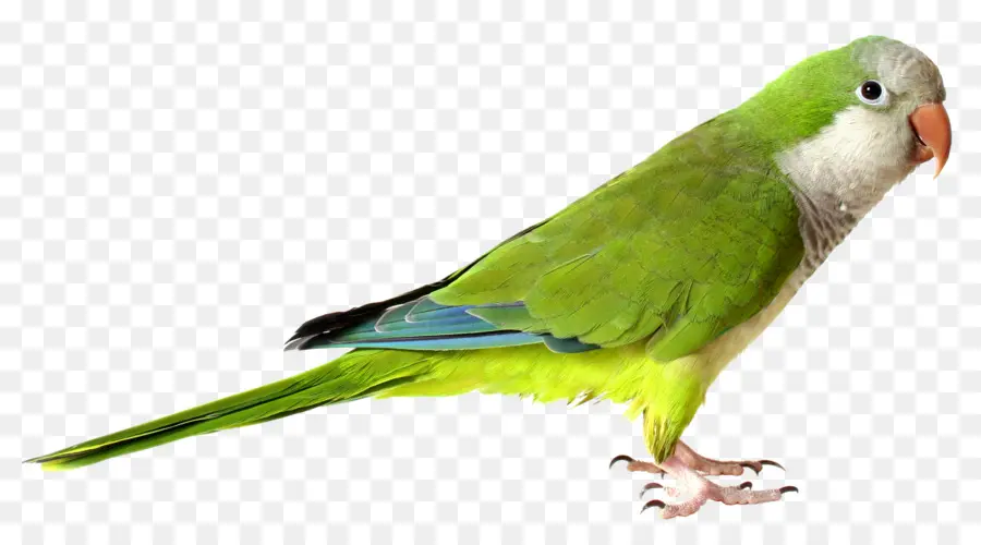 Loro Verde，Plumas PNG