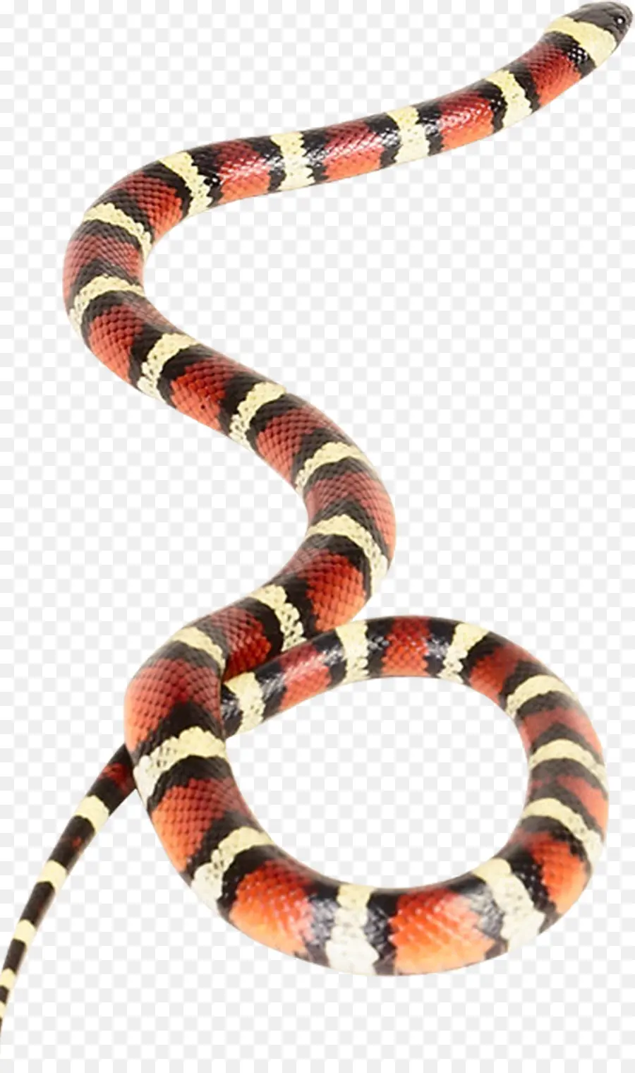 La Serpiente，Víboras PNG