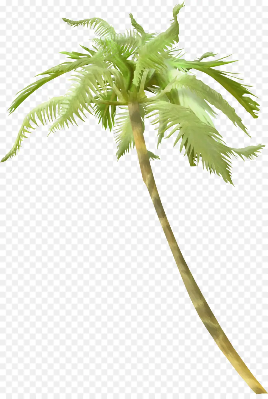 Palmera，Tropical PNG