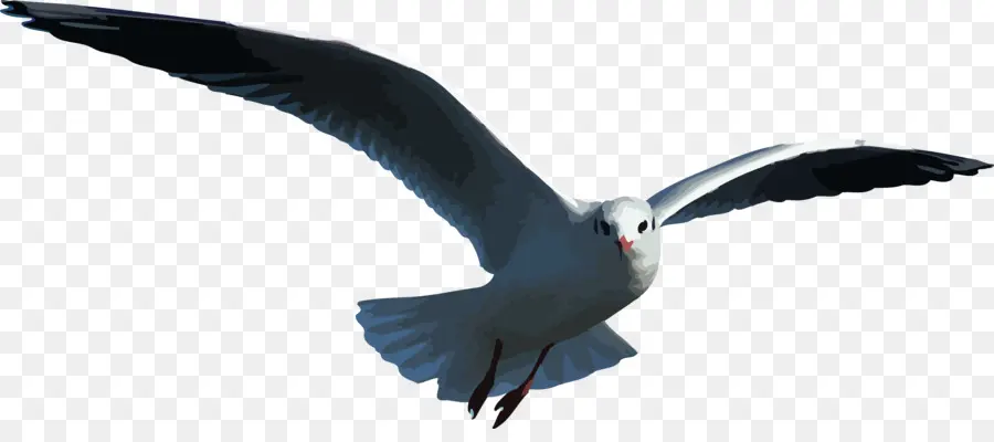 Pájaro，Vuelo PNG