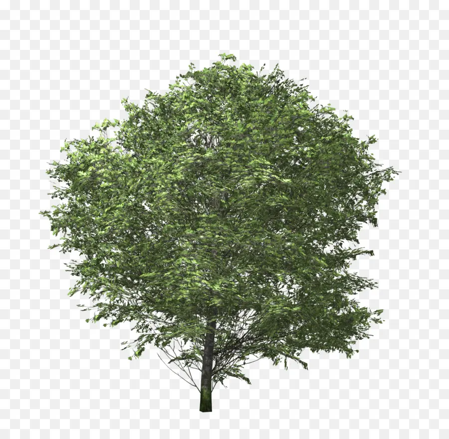 árbol Verde，Hojas PNG