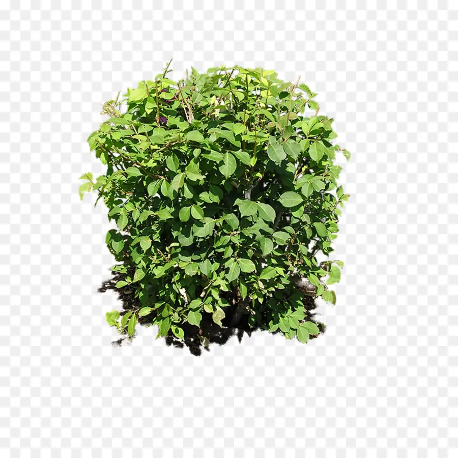 Arbusto，Planta PNG