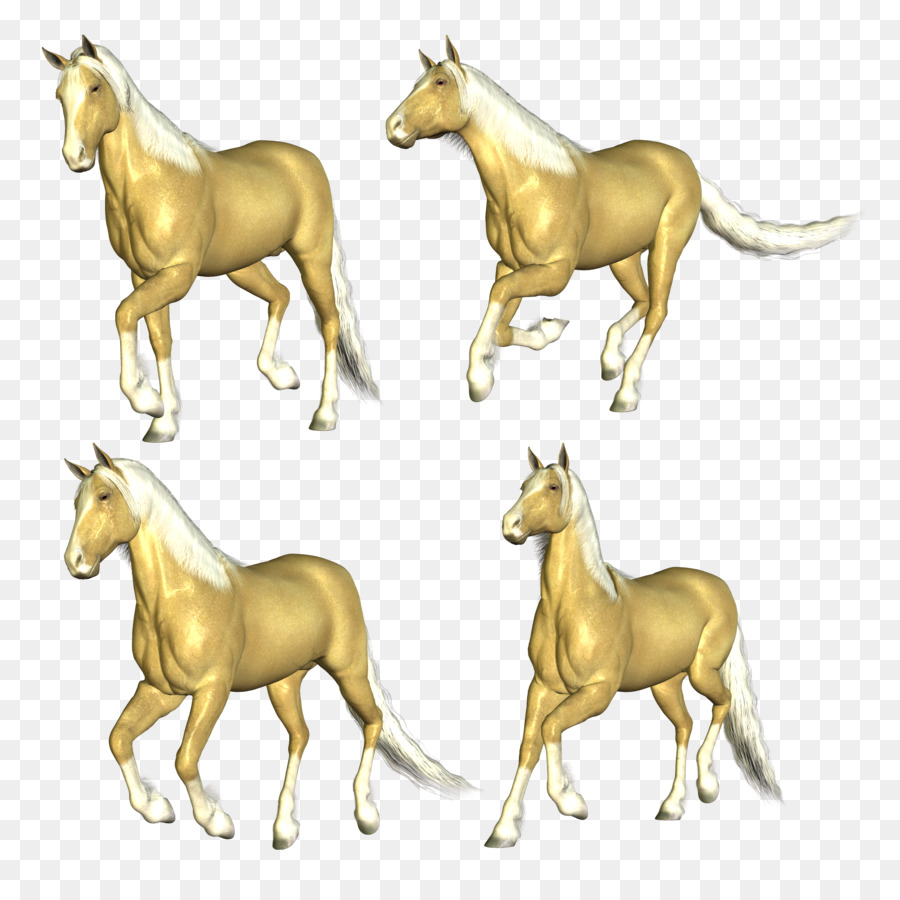 Caballo，Colt PNG