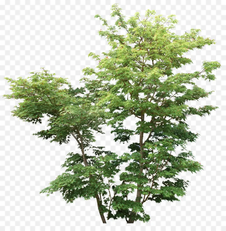 árbol，Arbusto PNG