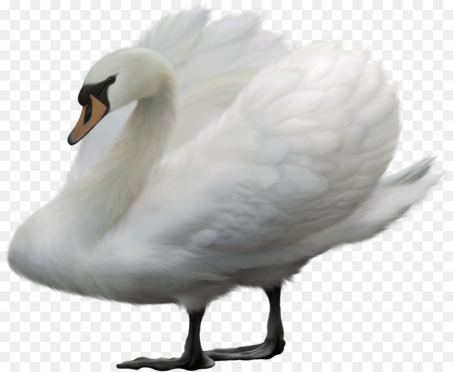 Pájaro，Cygnini PNG