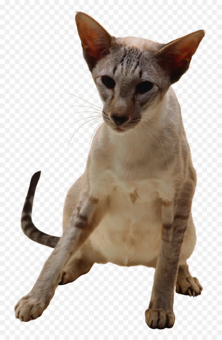 Gato，Mascota PNG