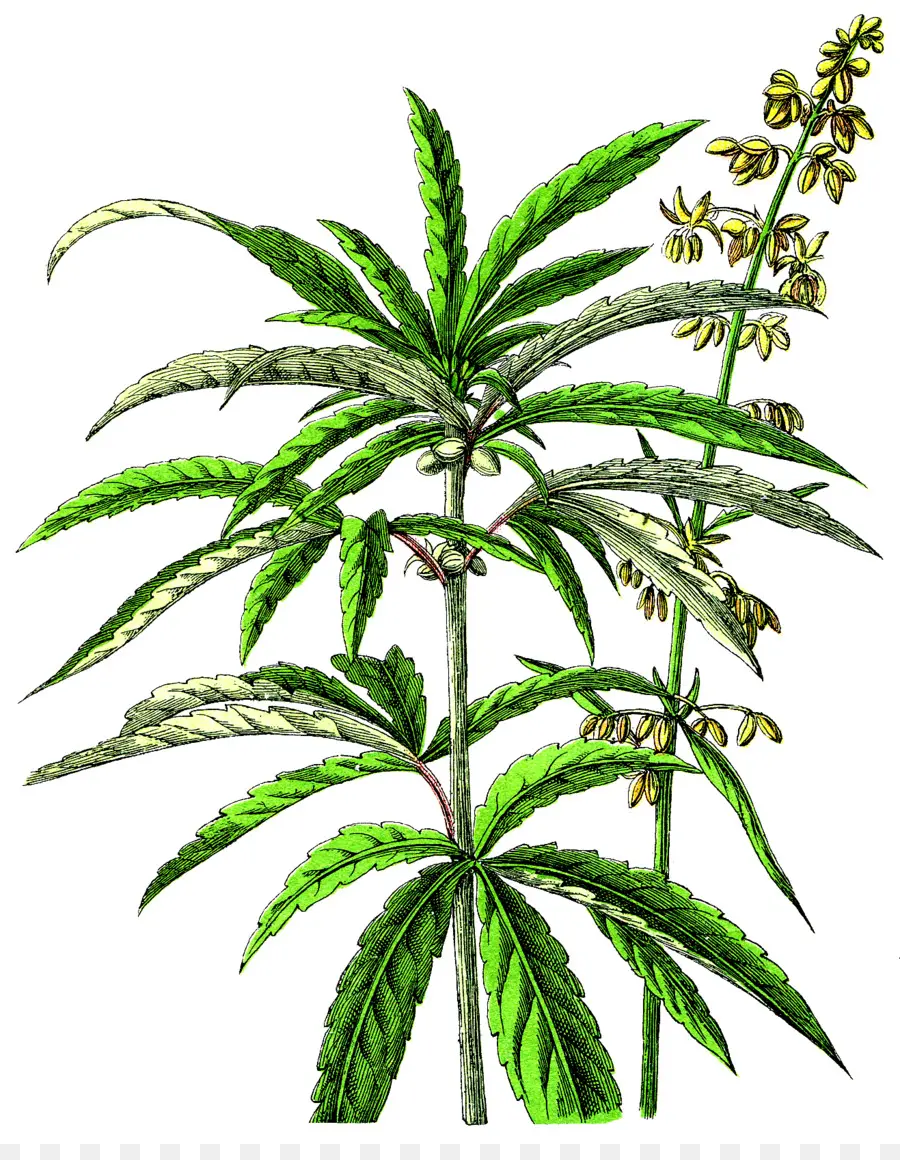 Planta De Cannabis，Hojas PNG