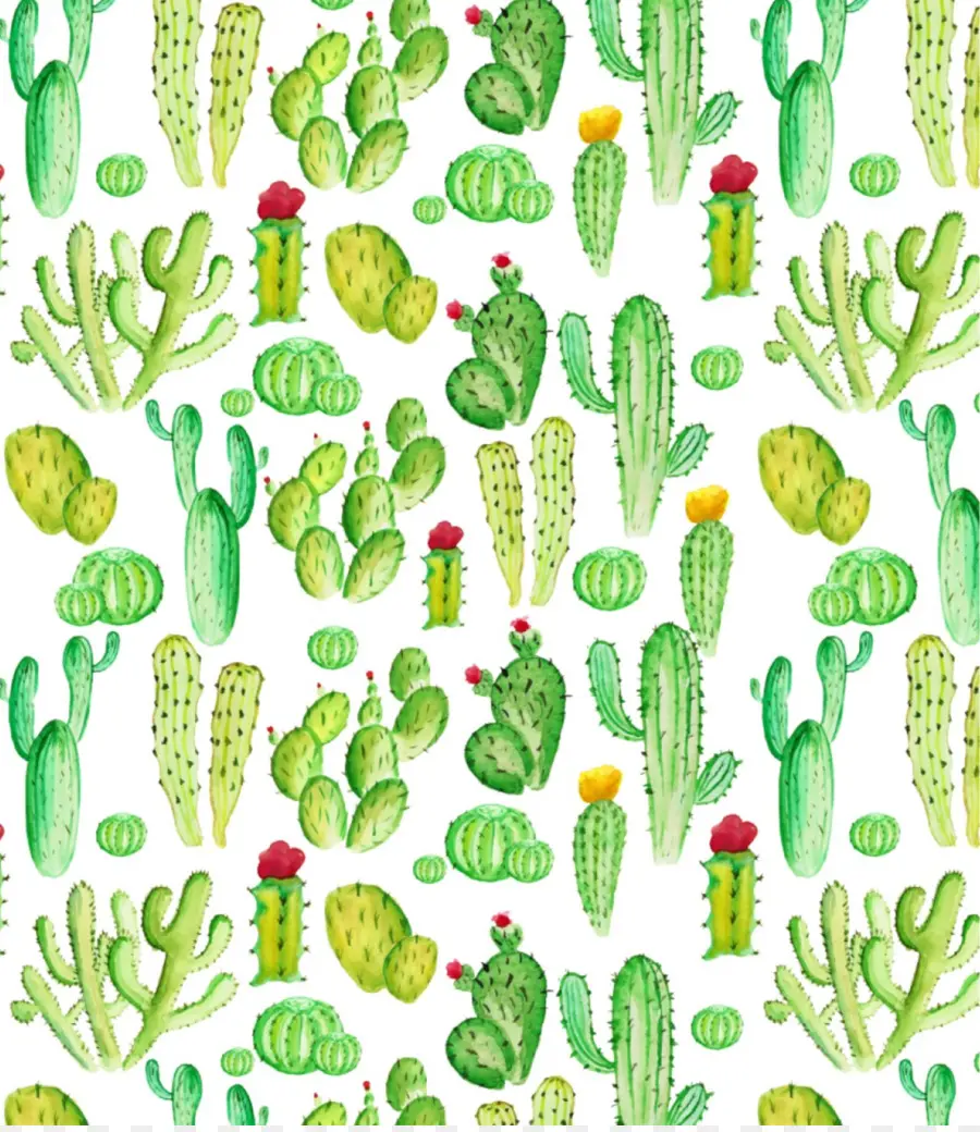 Cactaceae，Las Plantas Crasas Y Cactus PNG