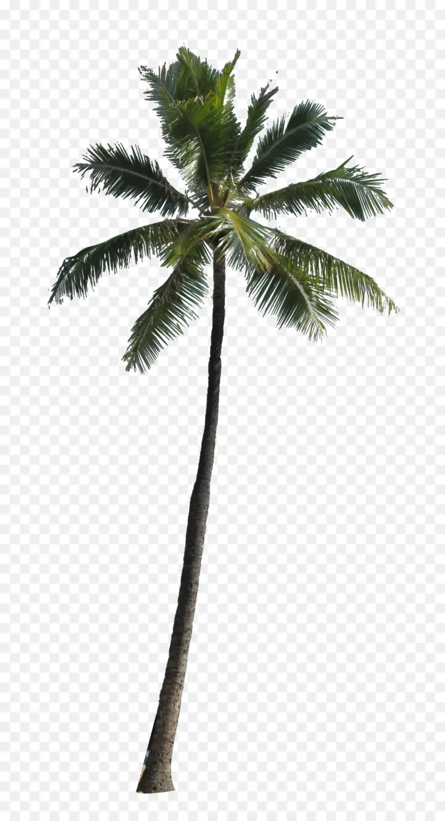 Arecaceae，árbol PNG