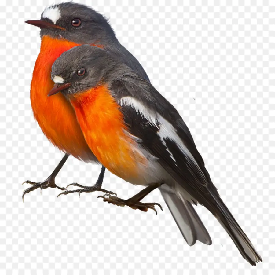 Pájaro，Europea Robin PNG