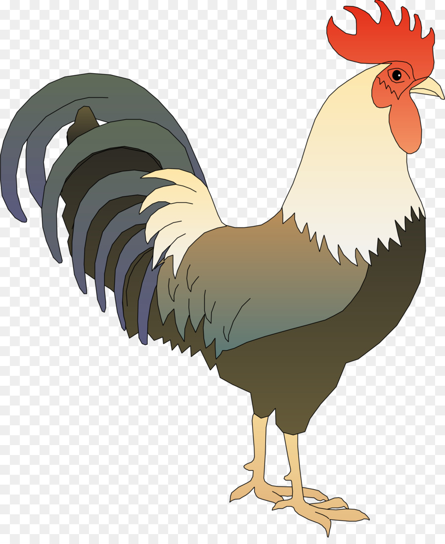 Pollo，Gallo PNG