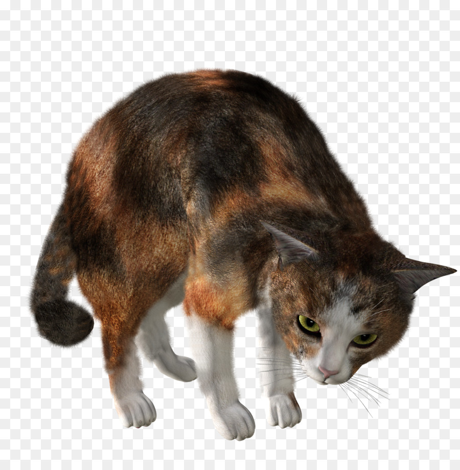 Gato，Gatito PNG