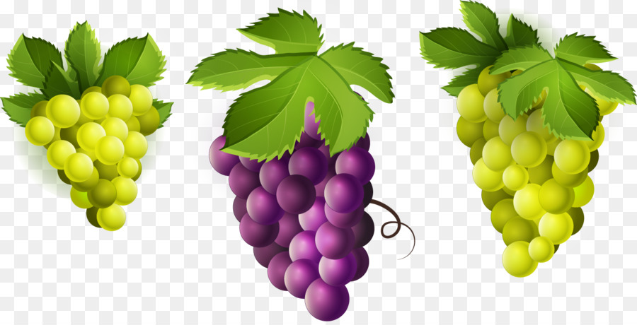 Uvas，Enredadera PNG