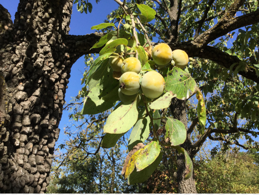 árbol，árbol De La Fruta PNG