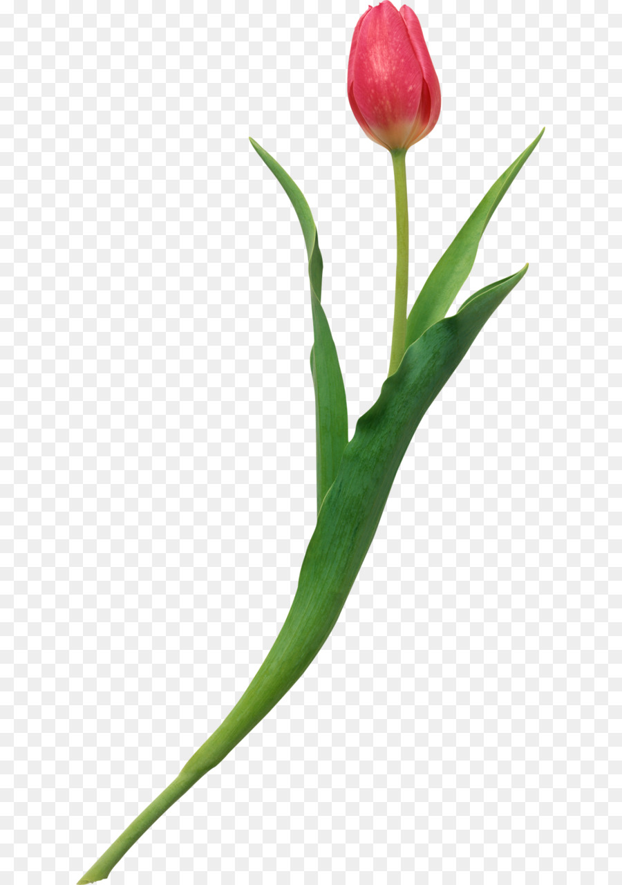 Tulipa Korolkowii，Corazón De La Sabiduría Una Guía Práctica Para El Cultivo A Través Del Amor PNG