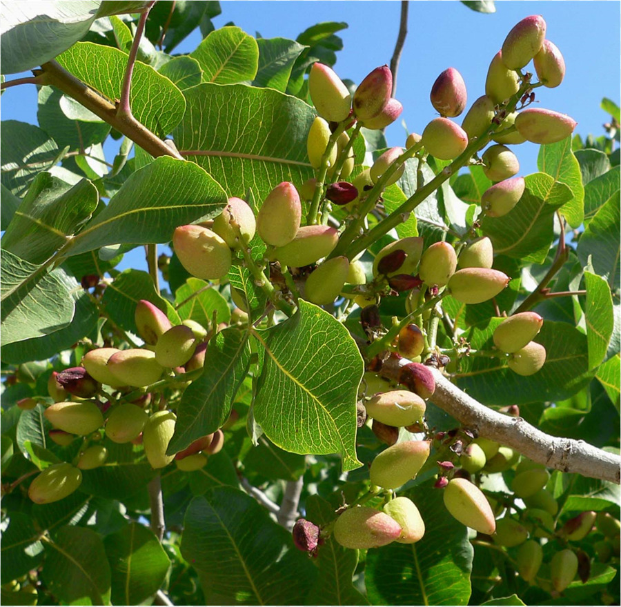 Pistacho，Pistacia Chinensis PNG