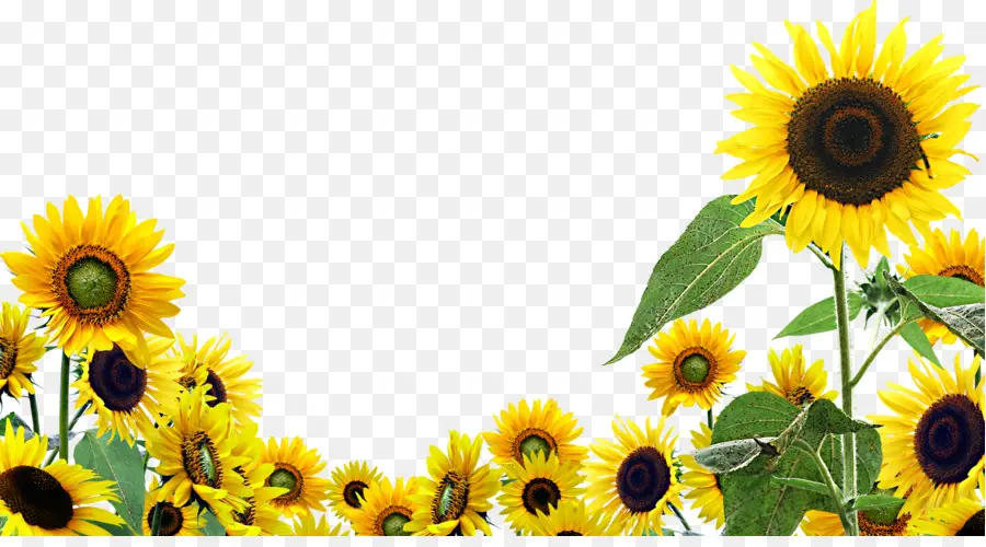 Fondo De Escritorio，Común De Girasol PNG