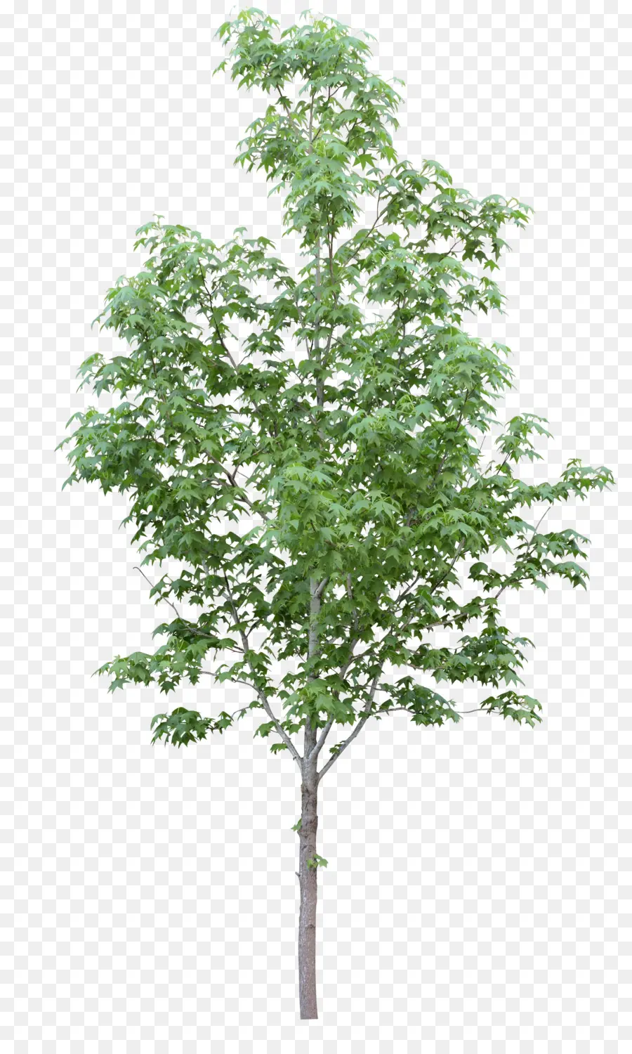 árbol，Planta PNG