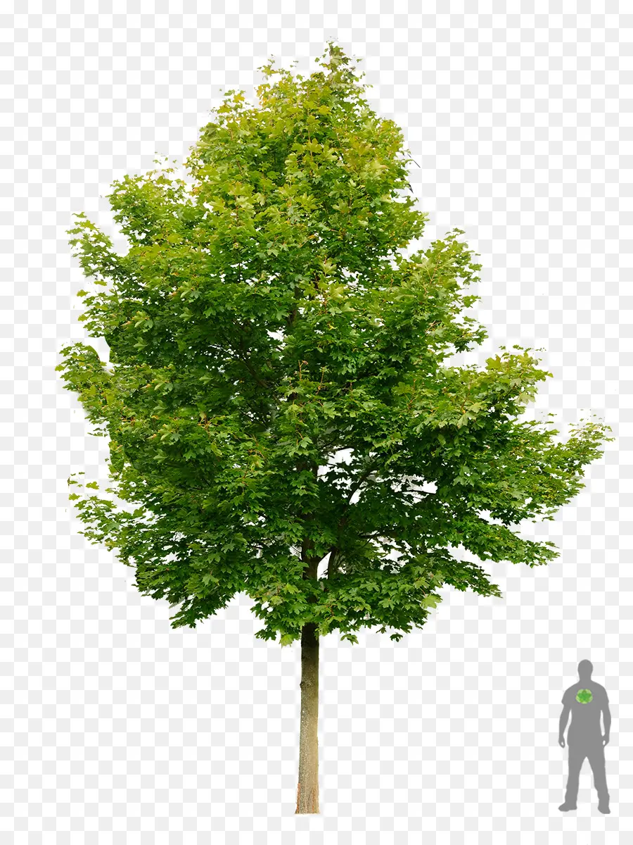 Árbol，Planta PNG