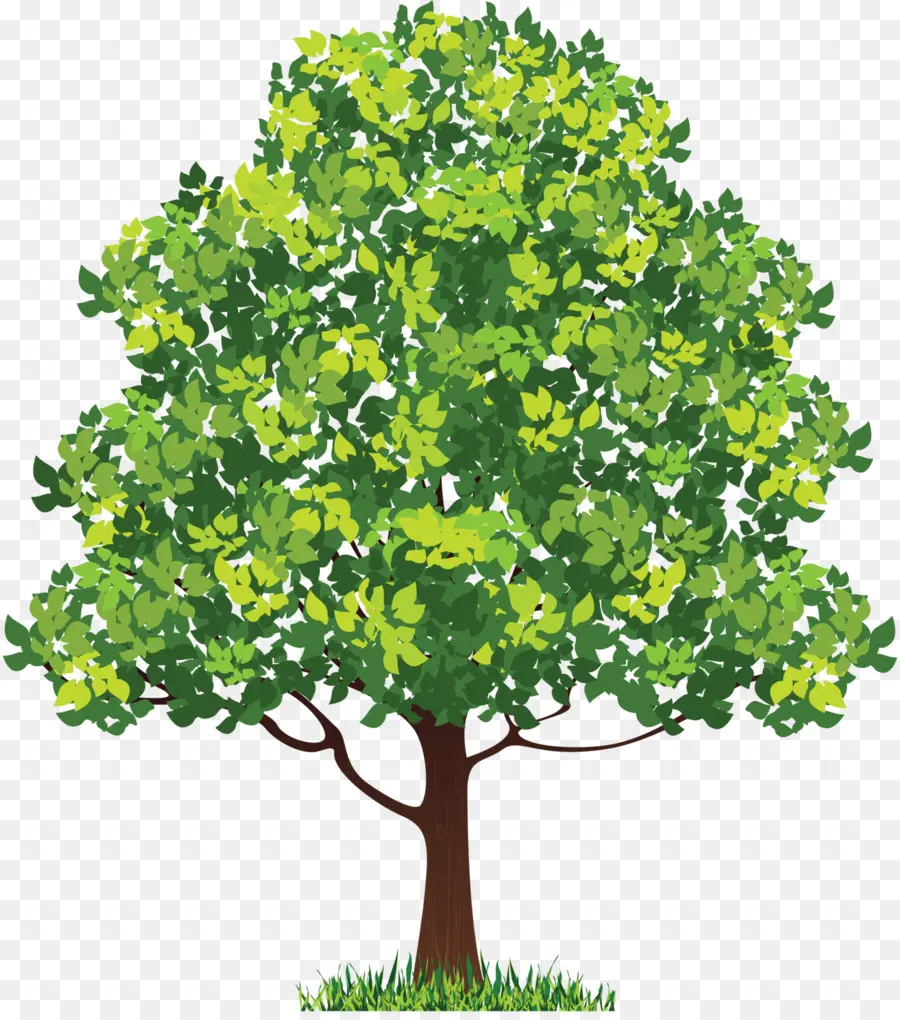 árbol，árbol De Neem PNG