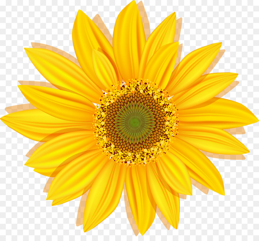 Girasol，Amarillo PNG