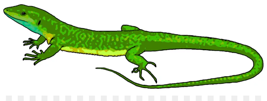 Lagarto，Los Camaleones PNG